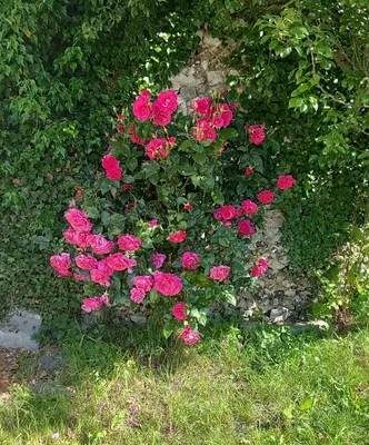 Jardin de l'établissement Le Romarande, Cottage détente avec SPA privatif