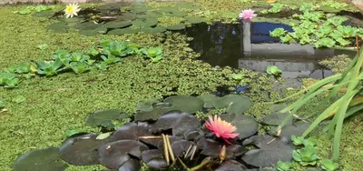 Jardin de l'établissement LA CHERIELLE