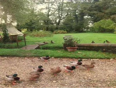 Animaux dans le B&B/chambre d'hôtes ou à proximité