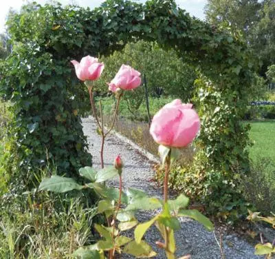 Jardin de l'établissement Les Trois Roses