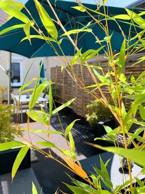 Jardin de l'établissement Eco-Appart'hôtel Rouen - BDE