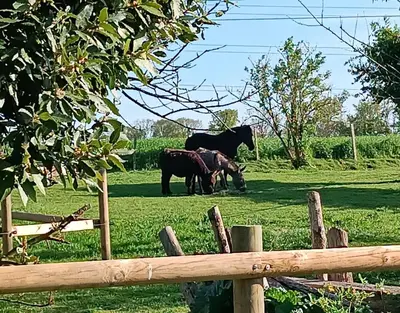 Animaux dans la maison d'hôtes ou à proximité