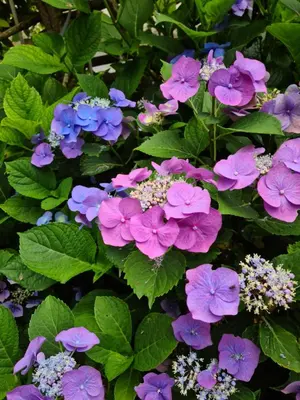 Jardin de l'établissement Le petit nid d'aigle - Giverny