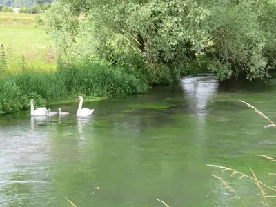 Vue sur la rivière ou le fleuve situé(e) à proximité de la maison de vacances