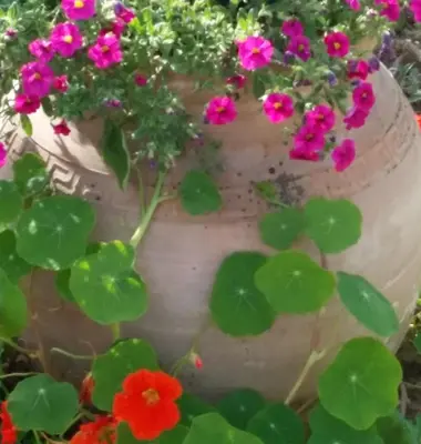 Jardin de l'établissement Gite Labradors De Bailly - Giverny