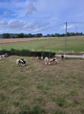 Animaux dans le séjour chez l'habitant ou à proximité