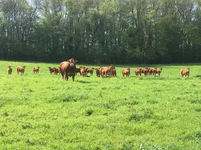 Animaux dans la maison de vacances ou à proximité