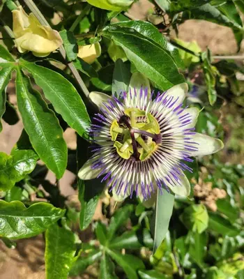 Jardin de l'établissement Les Gites de l'Herperie