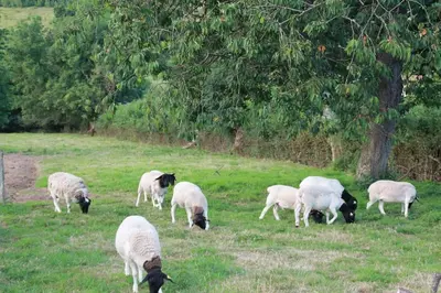 Animaux dans le B&B/chambre d'hôtes ou à proximité