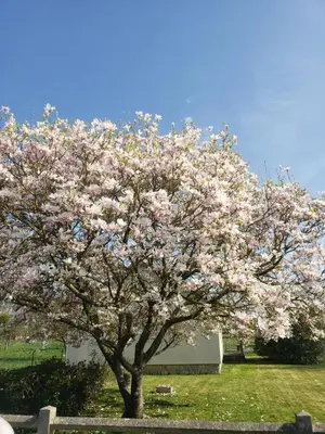 Jardin de l'établissement Le clos du rhododendron proximité Dieppe