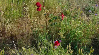 Jardin de l'établissement Les Pommerets