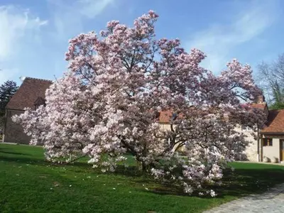 Jardin de l'établissement Chambre équipée Magnolia - 2 pers avec sdb wc privé