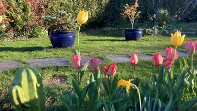 Jardin de l'établissement Chambre meublée dans une maison
